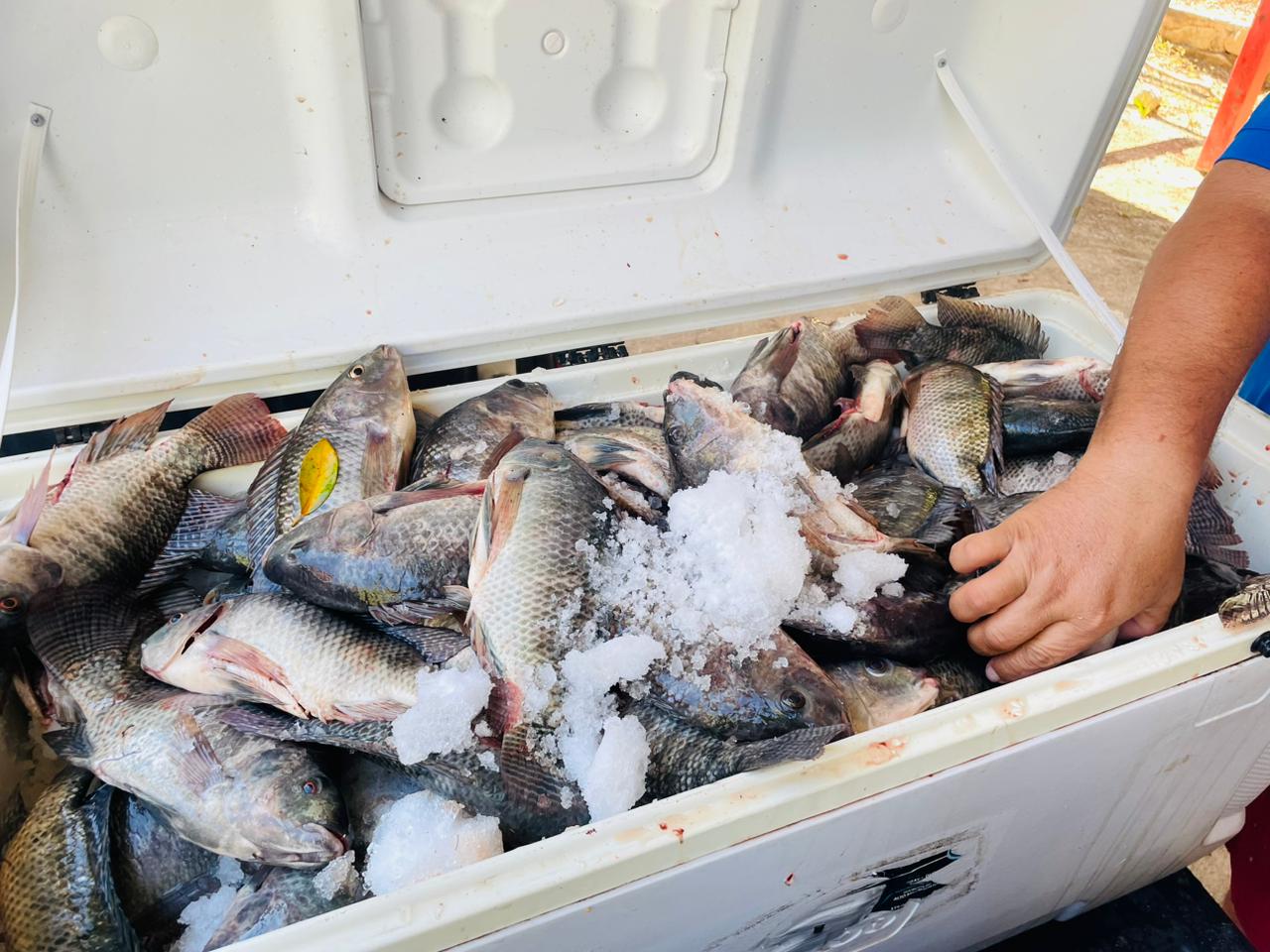 El Consumo De Pescados Y Mariscos Frescos Evita Infecciones O